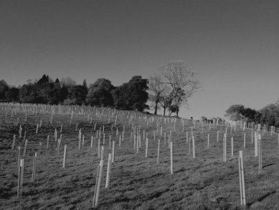 May's Wood Bere Regis